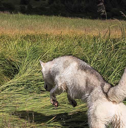 BIOLOGICALLY APPROPRIATE RUNSAASTI LIHAA PROTEIINIA LIHASTA EI KASVEISTA, JOITA ARVOSTAMME IHMISILTÄ, JOIHIN LUOTAMME Nykyään on yhä tärkeämpää tietää, mistä ruoka on peräisin.