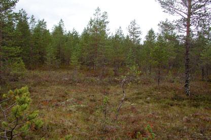 Rämemuuttumaa Kuohusuon keskiosassa.