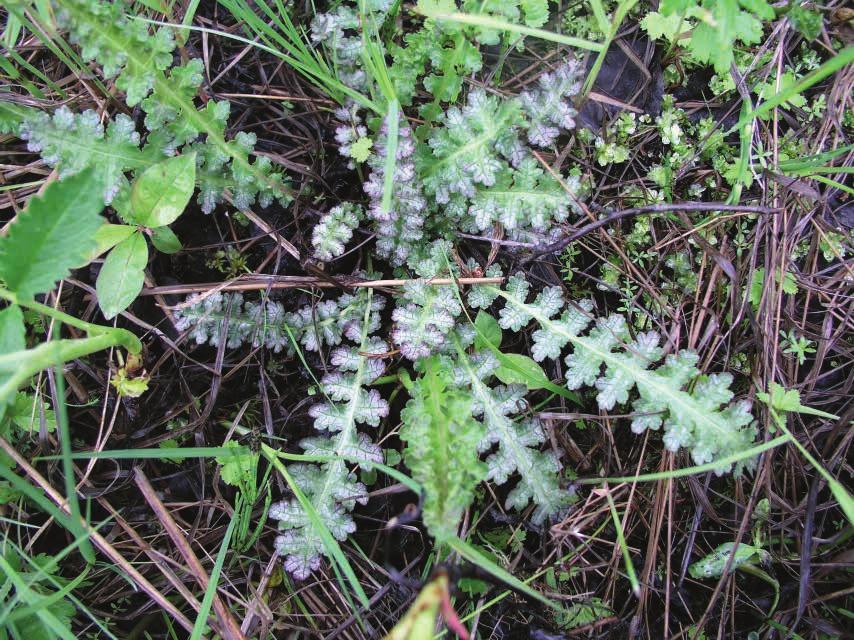 Iisalmessa tutkitut suot ja niiden turvevarat. Osa 3. Kuva 16. Kaarlenvaltikka (Pedicularis sceptrum-carolinum) on naamakukkaiskasveihin kuuluva pohjoinen kasvilaji.