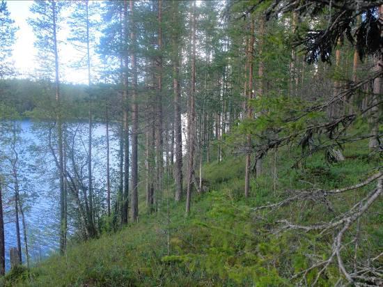 aquilinum, sananjalka 1 Korttelialue 27 on jo rakennettu. Lännempänä korttelin 25 alueella on kasvillisuus samantyyppistä kuin edellä.