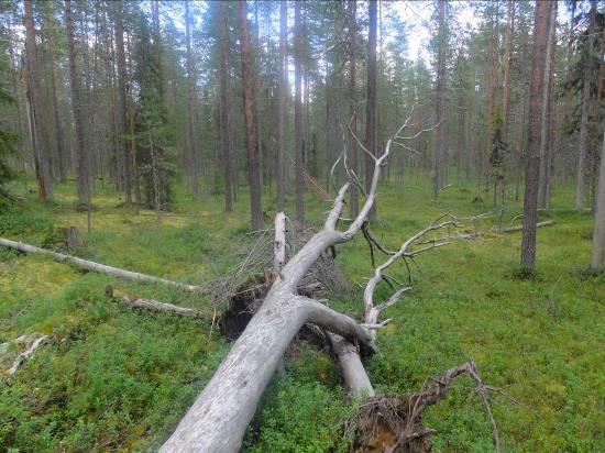 Agrostiscapillaris, nurmirölli 1 Vaccinium vitis-idaea, puolukka 2-3 Melampyrum pratense, kangasmaitikka 1 Vaccinum