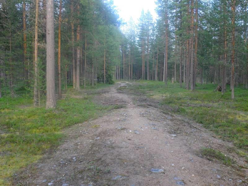 metsätähti 1 Poa pratensis, niittynurmikka 1 Solidago virgaurea, kultapiisku 1 Kuvat 6ab.