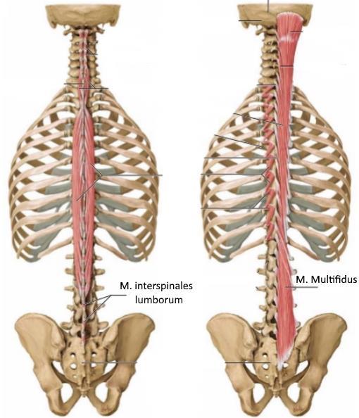 16 KUVA 6. M. interspinales lumborum ja m. multifidus (Schuenke ym. 2010, 123,