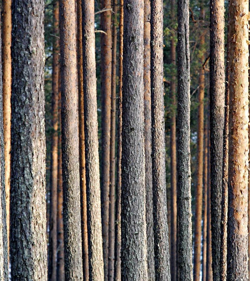 Metsä Groupin biotuotetehdas Puunhankinta Puuta kestävästi hoidetuista metsistä Tunnemme aina 100 %:sesti käyttämämme puun alkuperän Hankimme puuta samojen hankintakriteerien mukaisesti