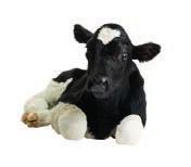 fi /CF500 Optisteel DeLaval seosrehulaitteisiin Uusi ruokintavaunu uusi tarkkuus ja