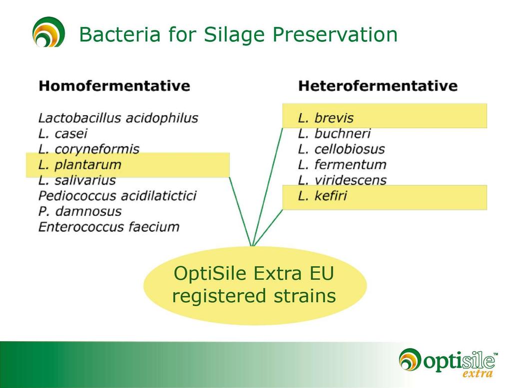 Bakteerit rehun säilöntään OptiSile Extra biologisen