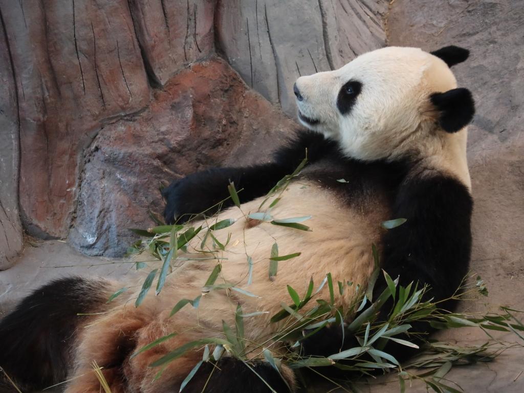 Vaisalan olosuhdevalvontajärjestelmä varmistamassa pandojen hyvinvointia Ähtärin eläintarhassa Lumi ja Pyry -pandojen elinolojen kosteus- ja lämpötila-arvoja tarkkaillaan vuorokauden ympäri Vaisalan