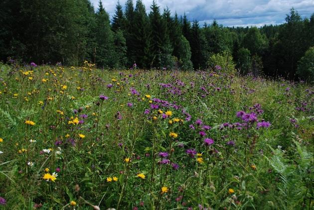 Ohjaus paikan päällä ja vuosittainen yhteydenpito