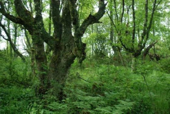 toimenpidesuunnitelma tai HKS Suojelu- ja/tai Natura-alueen tavoitteet ja rajoitteet Tavoitteiden, toimenpiteiden ja