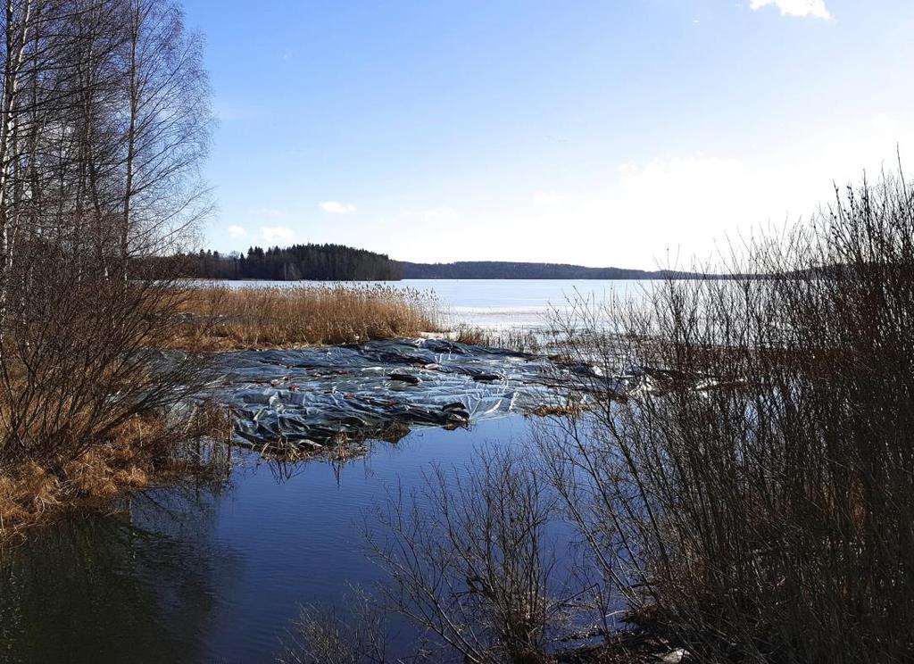 Esimerkkinä isosorsimo Muutamia isosorsimon torjuntahankkeita on käynnistynyt Loimijoen alueella ryhmän perustamisen jälkeen.
