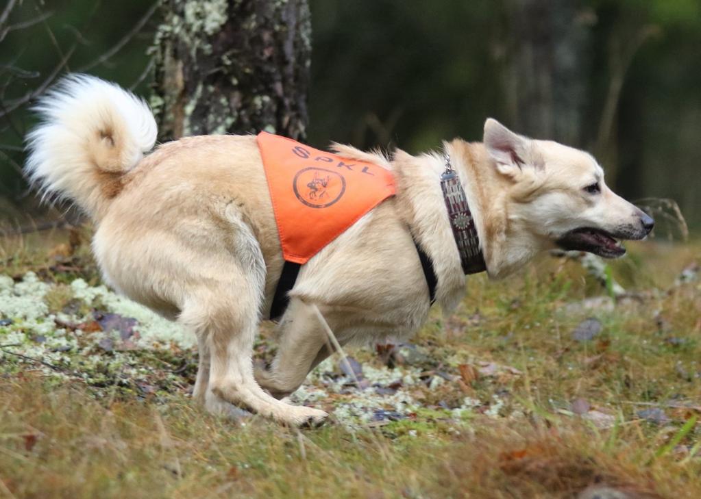 KOULUTUSTUNNUKSET (2001-2017) TK1 Vuonohaan Anselmi, om./ohj. Mari Höök (2005) TK1 Cipacan Milla Magia, om. Pirita Hahtonen ja Anna-Leena Laakso, ohj.