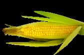 vettä Lisäksi 1 dl hienonnettua korianteria 100 g maissilastuja Mittaa vesi ja kasvisfondi