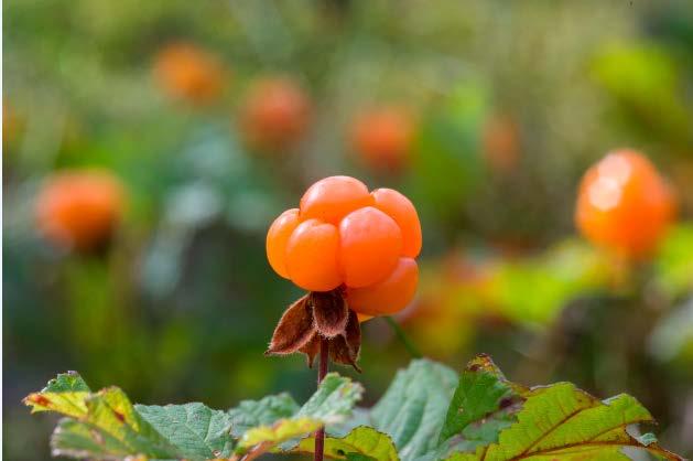 Matkailupalveluissa tavoitteena yrittäjäsopimus Sopimukset voivat olla Yhteistyösopimuksia (maksuton) Yhteistyösopimuksia, joissa on mukana käyttöoikeuden luovutus