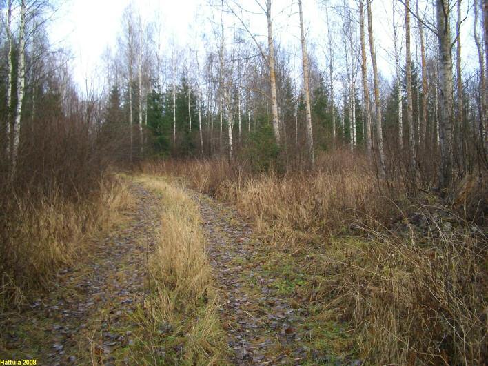 15 Kuvattu pellon suunnasta koilliseen. Pusikossa tien oik. puolella kolme isoa ja kivettyä kellarikuoppaa, mahd. talon raunioita. Tieuran vas. (luoteis-) puolella ei mitään rakenteiden jäännöksiä.