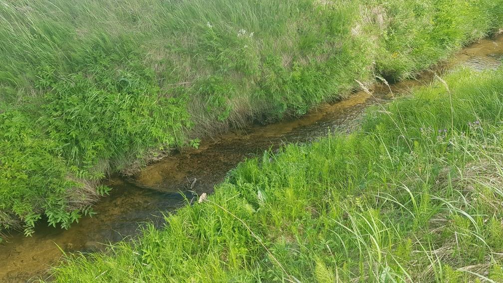 Kuva 5. Tuhkurinojan yläosien puromaista, sorapohjaista aluetta. Kiivasvirtaisemman, puromaisen osuuden jälkeen Tuhkurinoja jatkuu hitaasti virtaavana uomana peltojen keskellä Nummenpääntielle asti.