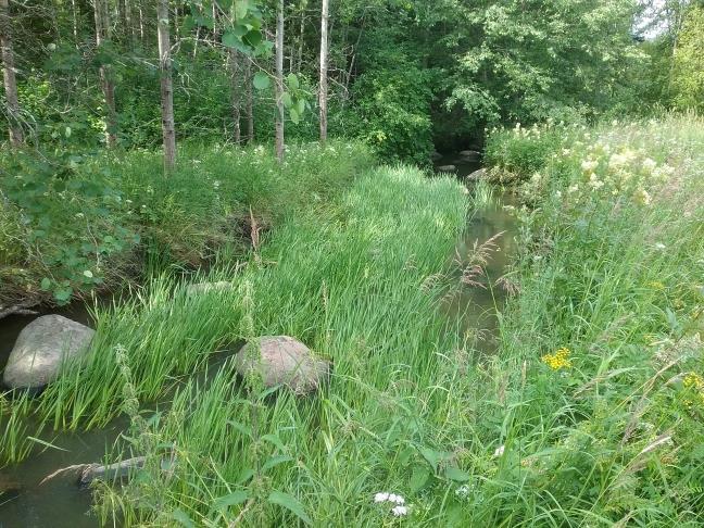 Kosken alapuolisella osuudella on uomaan lisätty jonkin verran kiviä kiihdyttämään virtausta. Kuva 13. Koskelankosken virta-alueen alaosaa.