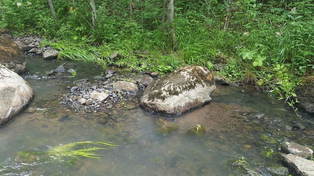 Kuva 15. Haukankosken keskivaiheen soraikko kiven takana. Soraikoiden raekoko oli hyvin pientä, lähinnä hiekkaa.