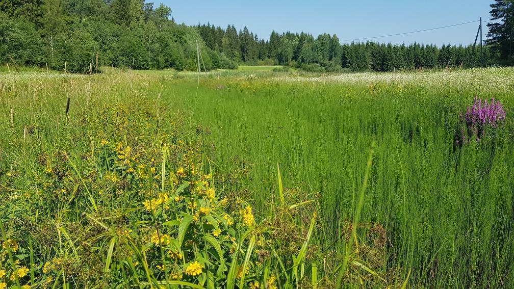 Kuva 31. Raasillanojan yläosien kasvillisuuden valtaamaa uomaa.