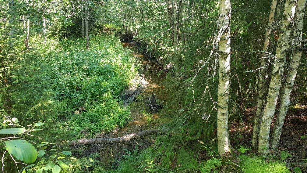 Kuva 46. Hangasjoen yläosilla (Tynnörikorpi-paikka) uoma on hyvin kapea ja pääosin hiekka-/mutapohjainen.