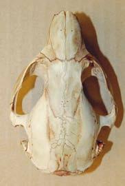 Kuva 6. Alle yksivuotiaan kanadanmajavan kallo. Kuvassa 1A on yli 3-vuotiaan kanadanmajavan kallo ja kuvassa 1B on 3-vuotiaan euroopanmajavan kallo. Fig. 6. A skull of a young (< 1 year old) North American beaver.