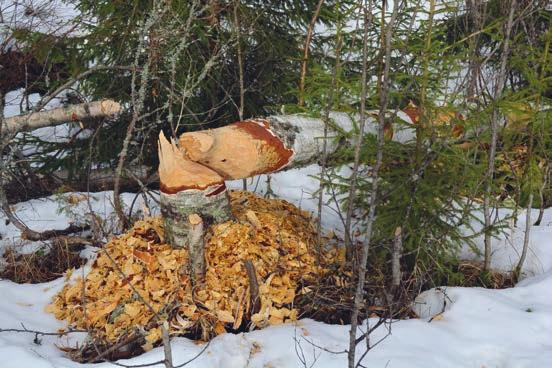 Kuva 9. Euroopanmajavan kaatama koivu ja lastuja. Kuva: Kaarina Kauhala. Fig. 9. A cut of birch by a European beaver. Photo: Kaarina Kauhala. aikana.
