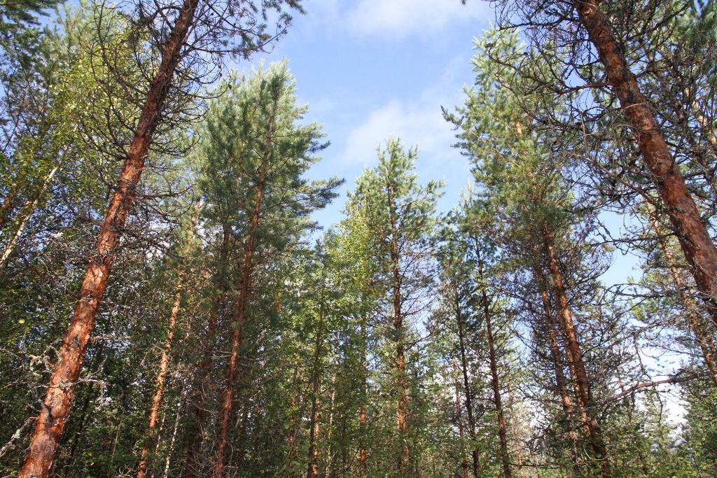Miten voitaisiin purkaa tuhkalannoituksen käytännön esteitä,