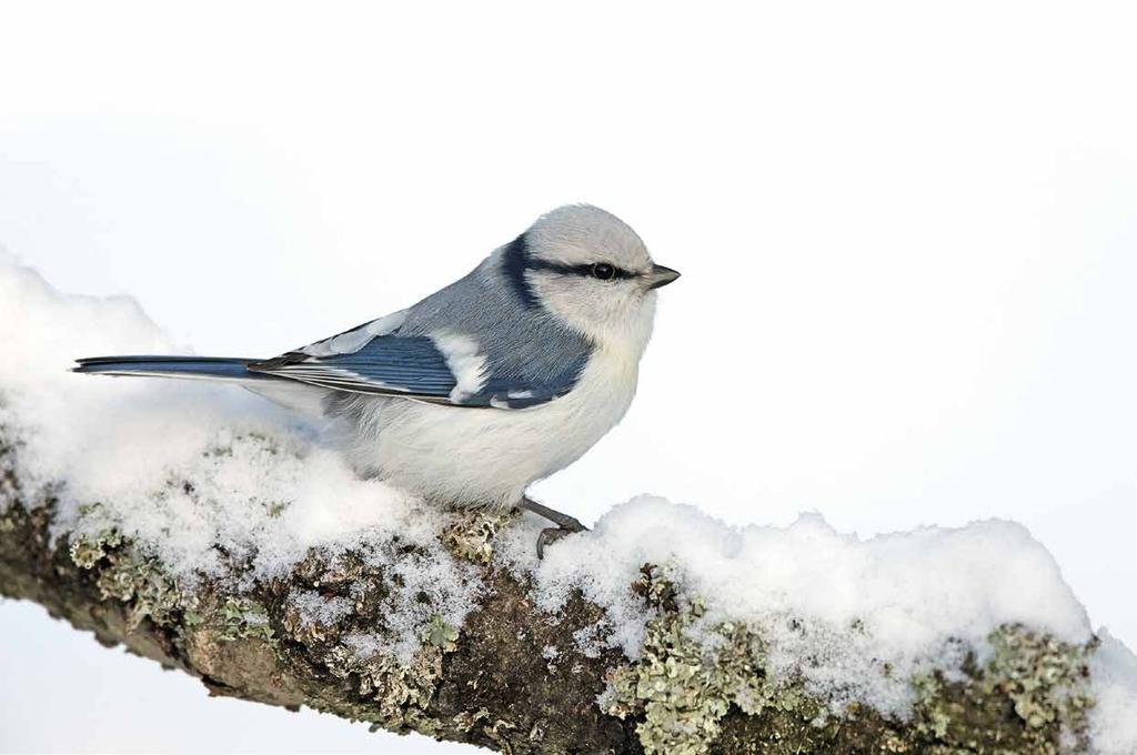 HARVINAISUUSHAVAINNOT 2017 Valkopäätiaisella on kirjallisuuden tummaa vain uloimman pyrstösulansisähöydyn tyvessä ja toiseksi uloimmassa sulassa on 2/3 valkeaa.