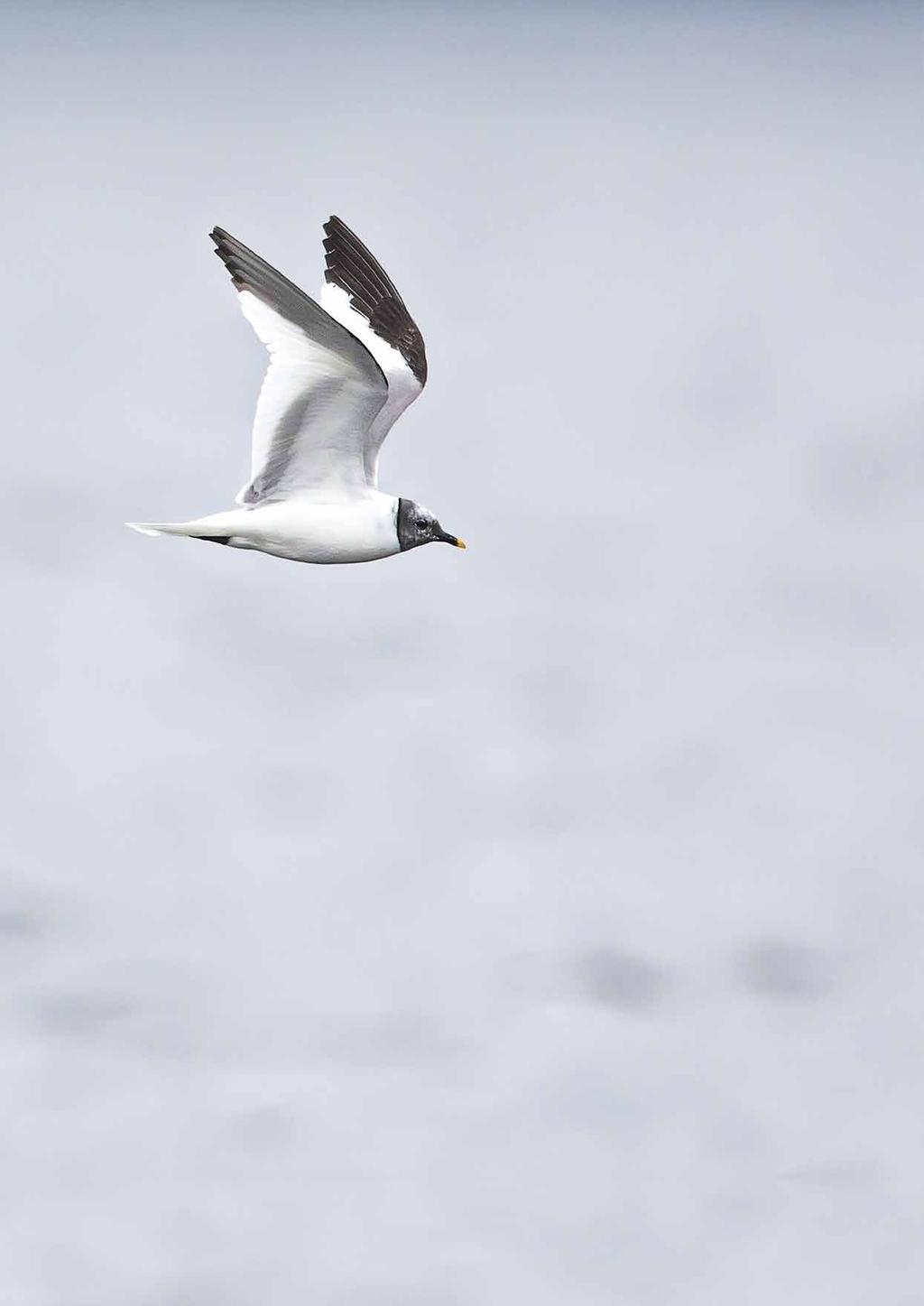 HARVINAISUUSHAVAINNOT 2017 Isokihu Stercorarius skua (6, 70, 1) = 77 (5, 2, 1, 1, 7, 2, 0, 1, 1) 20.5. Virolahti Harvajanniemi ENE (Jorma Kirjonen, Juha Hyvönen).