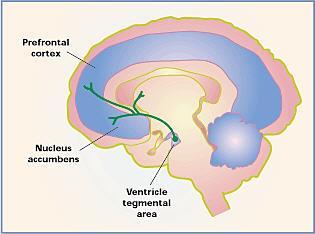 Mielihyvärata Aivojen mielihyvärataan kuuluu osana ns mesolimbinen dopamiinirata.