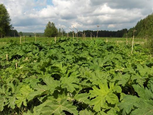 2.3 Torju hukkakauraa ja jättiputkea Tarkkaile hukkakauran ja jättiputken esiintymistä maatalousmaalla.