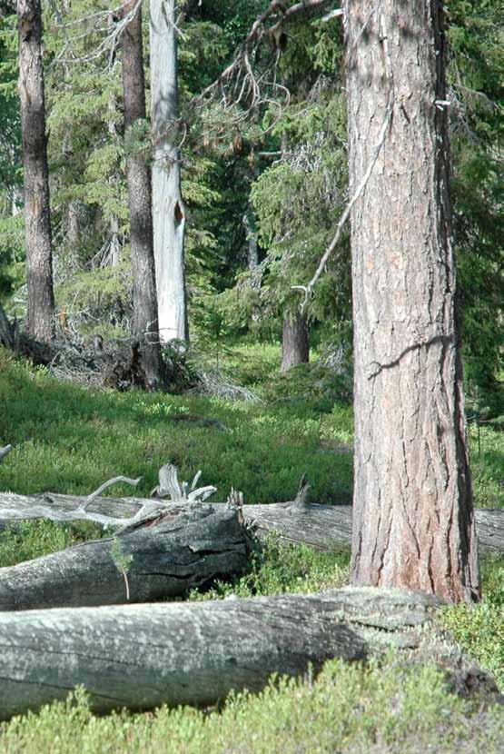 Hiilinielut Yksi tehokkaimmista tavoista hillitä ilmastonmuutosta. Meillä metsissä hiilestä varastoituu 1/3 puihin ja 2/3 maahan.