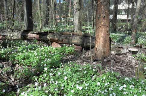 Vehreä kaupunki on ilmastosietoisin Kaupunkivihreä tasaa äärevöityvän sään