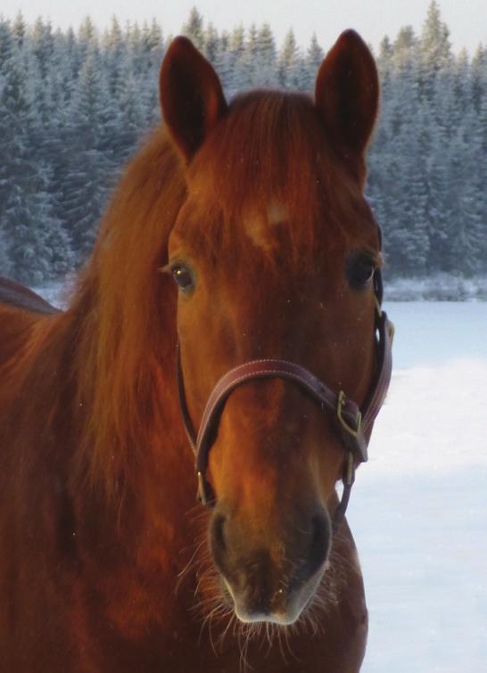Hinnasto Toto4-ravit... Toto76-ravit... Lounasravit vapaa sisäänpääsy Alle 16-vuotiaat ilmaiseksi Hevosenomistajain kortilla... (ei koske Toto76-raveja) Autokatsomo... Istumakatsomo.