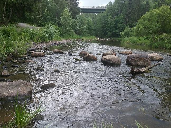 Kuva 50. Myllykosken niska ylävirtaan kuvattuna. Kuvan etureunassa näkyy poikasille soveltuvaa habitaattia. Soraistettavat alueet (1,5 3 m 2 ) on esitetty keltaisin ympyröin.