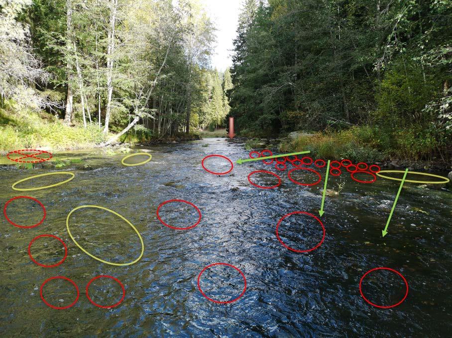 Kuva 99. Kiskoski kuvattuna joen mutkan kohdalta ylävirtaan. Aiempien kuvien maamerkkikivi merkitty punaisella nuolella.