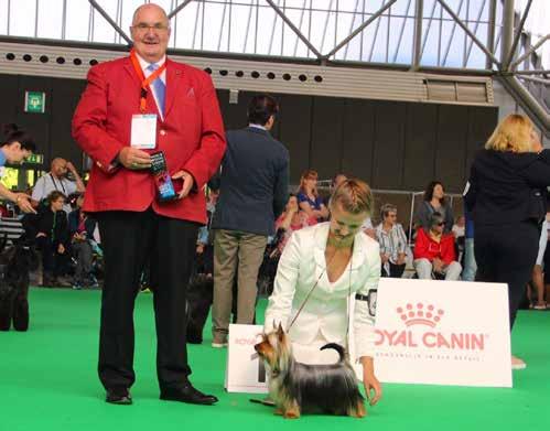 WW-18 CACIB CAC BOB Silky Bells Air s Dancing In The Dark, om Lill Karin Wærdahl, Norja WW-18 CACIB BOS Curiosity Makes Me Stunning, om.
