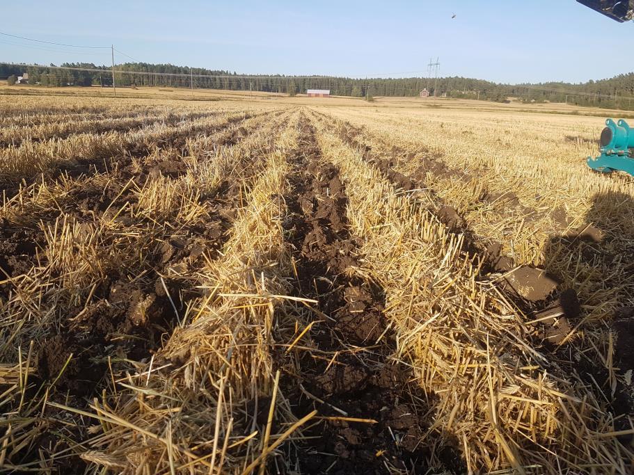 Strip till Muokkausta kaistoissa, joiden sijainti on riippuvainen viljeltävään kasvin kanssa.