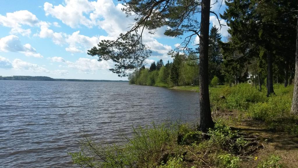 Rakennettavaksi osoitetut tontit kasvavat nuorta puustoa.