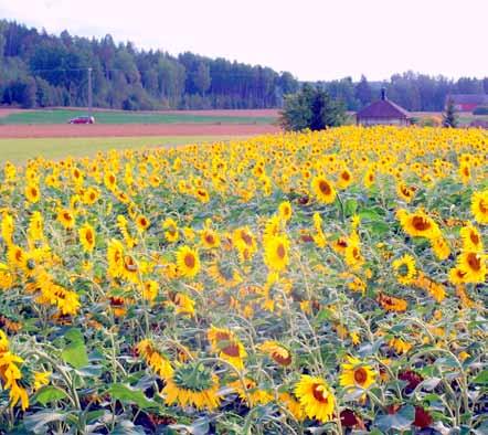 Maisema Diana Maisema Diana Landskaps Diana Yksivuotinen monimuotoisuuspeltomaisema. EU-tuki 300 /ha.