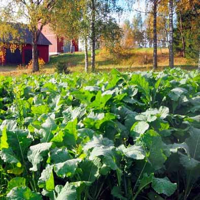 Diana Rehurapsi Diana Rehurapsi Diana Foderraps Käytetään yksivuotisessa monimuotoisuuspellossa esimerkiksi rehukaalin kanssa. EU-tuki 300 /ha.