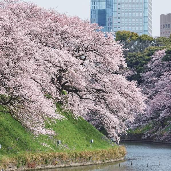 Sensō-jin temppeli TOKIO 東京 Pienestä linnakylästä maailman suurimmaksi kaupungiksi; Tokion suosio, menestys ja väestö ovat moninkertaistuneet vakaasti vuosien varrella ja muuttaneet sen loputtomaksi