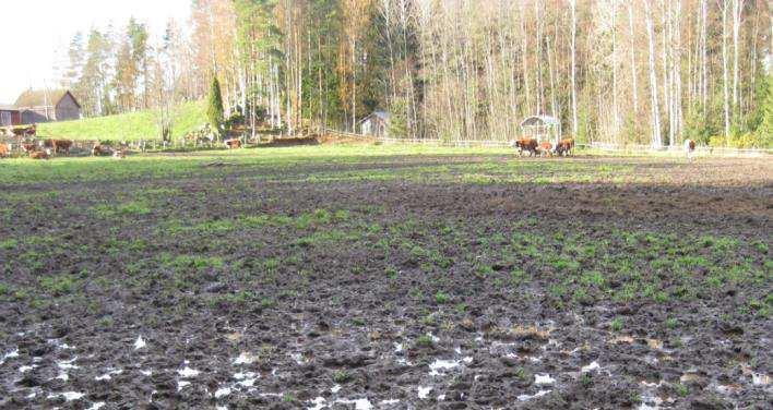 Lohkolla on pysyvä nurmi, jota on ylilaidunnettu eikä lohko ole säilynyt pääosin