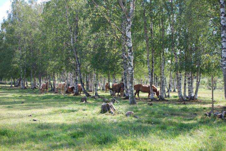 Lohkolle on ilmoitettu luonnonlaidun- ja niitty.