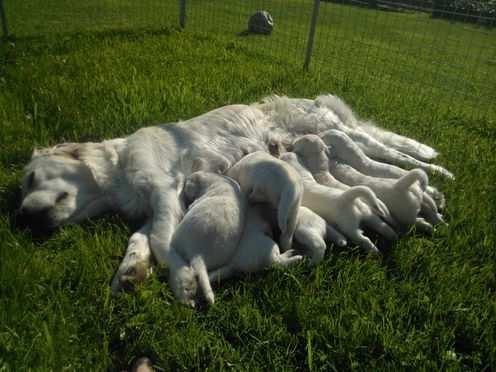 15.07. Ronsana's Born To Rock "Leevi" ja Niina ovat aloittaneet agility-harrastuksen. Vauhdikas laji sopii molemmille ja hauskaa näyttää olevan.