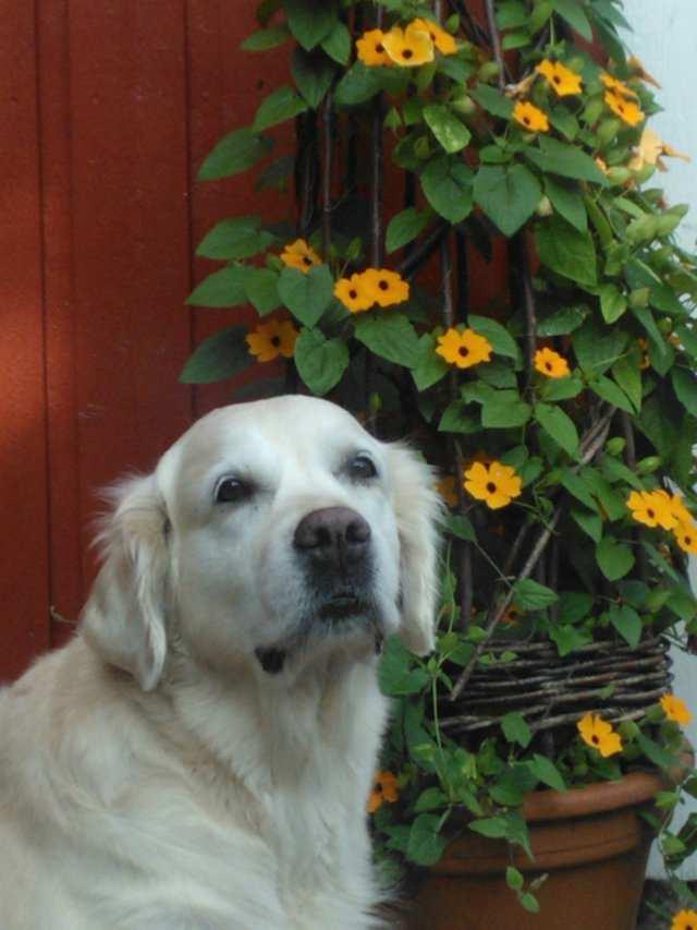 05.07. FIN & DK & RUS CH & BH Yellow Waterlily Silver Queen "Pipsa" täyttää tänään 11 vuotta! Teräsmummo on reipas ja edelleen maailman lempein koiruus :) 03.07. Pennut ovat nyt kaksi ja puoli viikkoisia.
