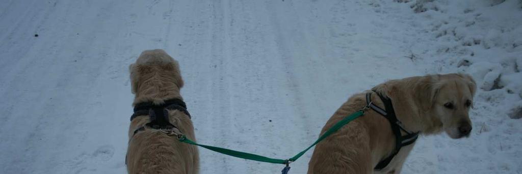 kuinka aktivoidaan raajojen pintaverenkiertoa. Uusintakäsittely on ensi viikonloppuna ja silloin Pipsakin pääsee patjalle.