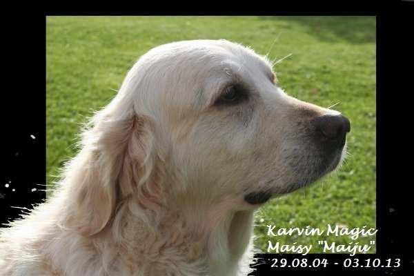 kun ihminen on kokonaan koiriensa omistama. (Kirjoittaja tuntematon) Lokakuu Karvin Magic Maisy "Maiju" 29.08.2004-03.10.2013 03.10. Surun kyynelten läpi loistavat onnellisten päivien kultaiset muistot.