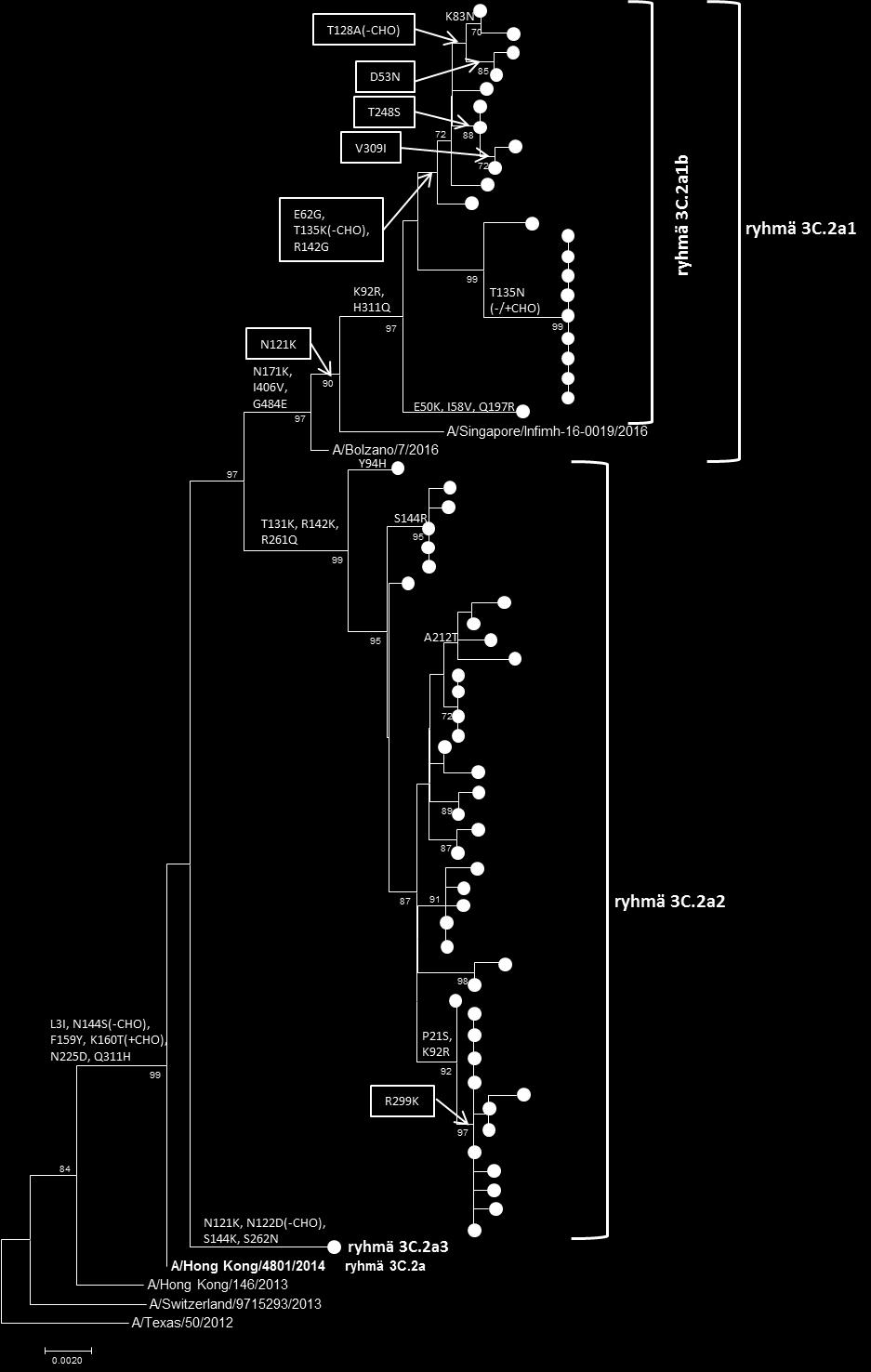 Influenssakausi Suomessa, viikot 40/2017 20/2018 Kuva 16. Suomessa todettujen influenssa A(H3N2) -virusten HA-geenin (1653 nukleotidiä) sukulaisuus rokote- ja referenssiviruksiin.