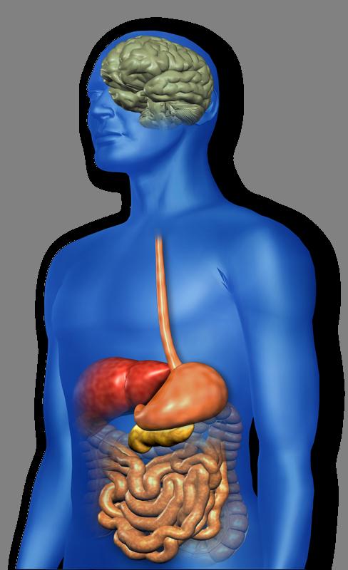 GLP-1:n VAIKUTUKSET IHMISELLÄ Promotes satiety and reduces appetite Alpha cells: Postprandial glucagon secretion Beta cells: