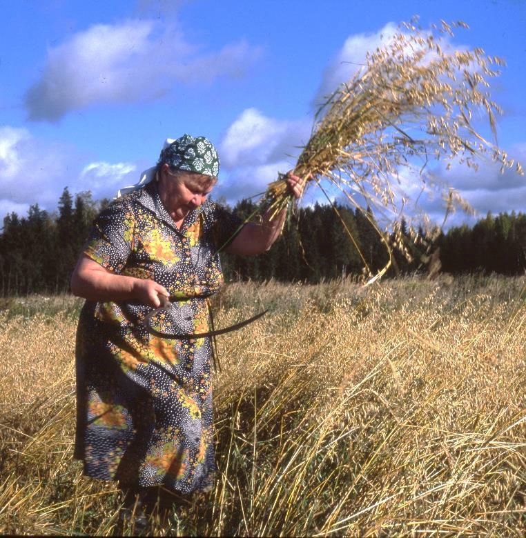 Sillä sen terään on tehty piittämällä pienen pienet piit eli väkäset meistämällä ennen karkaisua ja ne ovat hieman viistot kädensijaan päin, siis viljaa leikatessa vetosuunnan vastaiset.